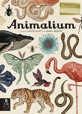 Cover Image for Animalium: Welcome to the Museum -- Jenny Broom, Hardcover