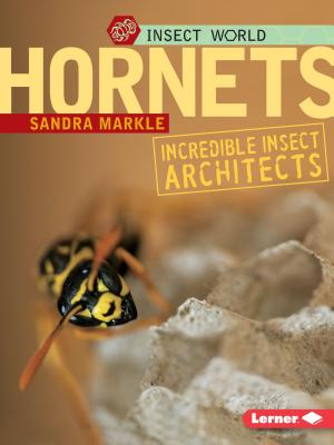 Cover Image for Hornets: Incredible Insect Architects -- Sandra Markle, Paperback
