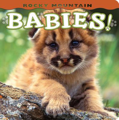 Cover Image for Rocky Mountain Babies! -- Wendy Shattil, Board Books