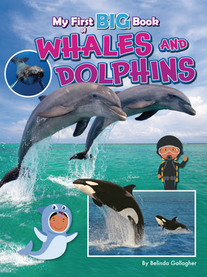 Cover Image for My First Big Book of Whales and Dolphins -- Belinda Gallagher, Paperback